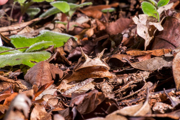 Horned frog photographed in Linhares, Espirito Santo. Southeast of Brazil. Atlantic Forest Biome. Picture made in 2013.
