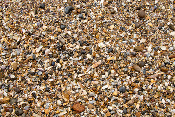 Sea shells and pebble stones