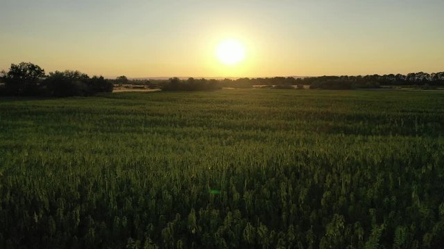Wide aerial sunset view of a beautiful marijuana CBD hemp field