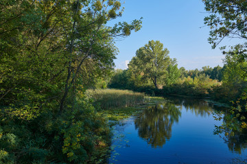 Fototapeta premium Beautiful small lake in the forest against blue sky. Amazing landscape with water, trees and other vegetation. Reflection in the pond. Place for holidays.