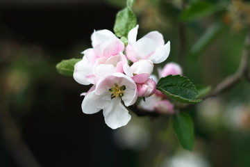 Obraz na płótnie Canvas apple blossom
