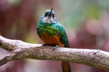 Rufous tailed Jacamar photographed in Linhares, Espirito Santo. Southeast of Brazil. Atlantic Forest Biome. Picture made in 2013.