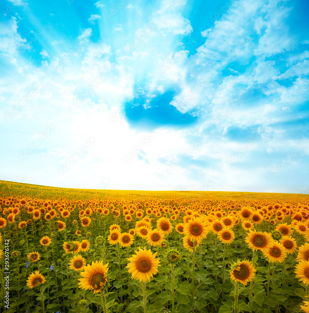 Wall mural landscape with sunflower