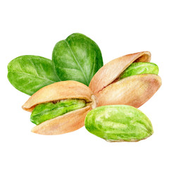 Pistachio composition watercolor isolated on white background