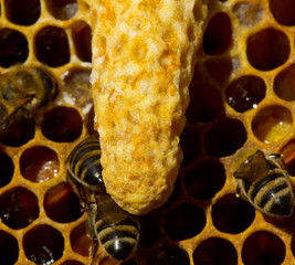 Wax cocoon with the larva of the future queen bee