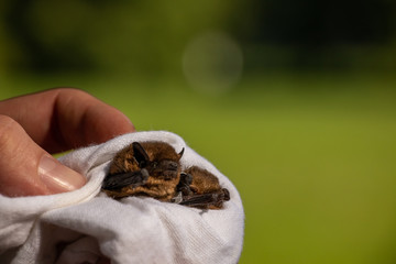 two small cute brown soprano bats - Pipistrellus pygmaeus that are ringed and resting in hand but...