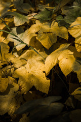 Close up on yellow leaves. 