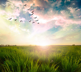 Flying birds over a green field at sunset