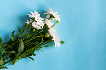 White camomile flowers with green leaves on a blue background. Mothers Day