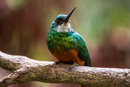 Rufous tailed Jacamar photographed in Linhares, Espirito Santo. Southeast of Brazil. Atlantic Forest Biome. Picture made in 2013.