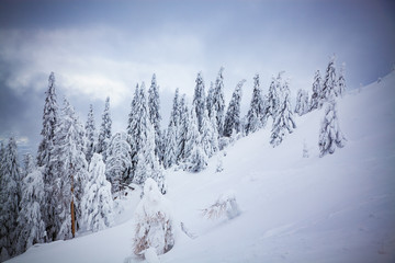 Fototapeta premium magical winter landscape with snowy firs in the mountains