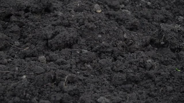 Camera slide over clean dark soil, ground at the beginning of spring close-up footage.