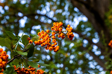 Orange firethorn in front of green leaves and blue sky autumn