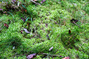 Background of forest green moss. Autumn leaves lie on the moss and blueberries grow.