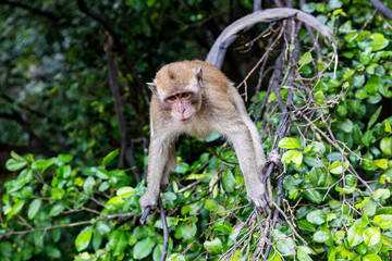 A wild monkey stands on the branches. The Island Of Phuket
