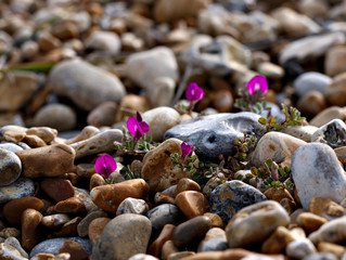 Close-up flower at beach