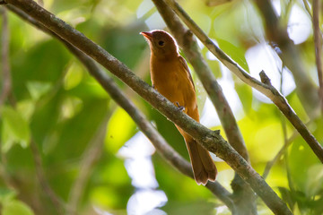 Ochre bellied Flycatcher photographed in Linhares, Espirito Santo. Southeast of Brazil. Atlantic Forest Biome. Picture made in 2013.
