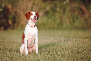 White and brown a Brittany spaniel outdoors at the park during summer, natural picture of the happy hunting dog outside