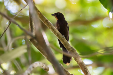 Flame crested Tanager photographed in Linhares, Espirito Santo. Southeast of Brazil. Atlantic Forest Biome. Picture made in 2013.