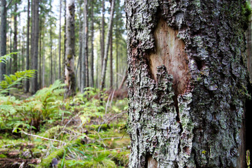 Tree bark close-up on a background of autumn forest.