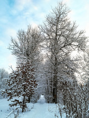 winter trail in the woods in the morning. Russia