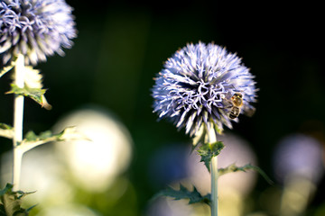 Globe thistle with a honeybee on right side of image