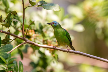 Blue Dacnis female photographed in Linhares, Espirito Santo. Southeast of Brazil. Atlantic Forest Biome. Picture made in 2013.