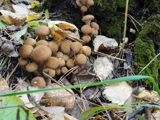 Armillaria mellea eatable honey fungus at forest