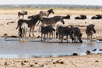 Fototapeta na wymiar Manada de cebras bebiendo en charca en parque nacional Ethosa, Namibia.