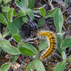 Caterpillar close-up