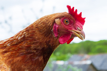 Portrait of a domestic chicken in the yard in the summer