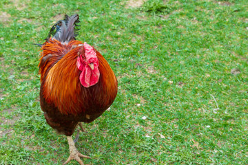 Bright cock walks in the yard on the green grass