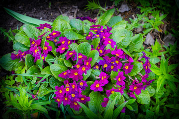 Bright purple flowers grow outside in a flower bed in the spring