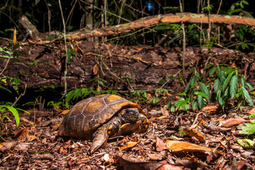 Yellow footed tortoise photographed in Linhares, Espirito Santo. Southeast of Brazil. Atlantic Forest Biome. Picture made in 2013.