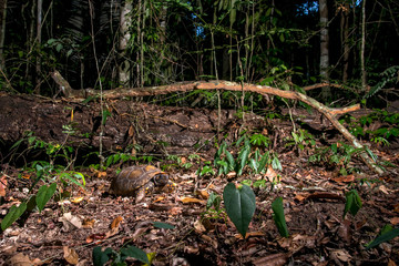 Yellow footed tortoise photographed in Linhares, Espirito Santo. Southeast of Brazil. Atlantic Forest Biome. Picture made in 2013.