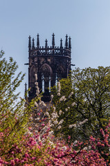 Church peaking over the top of cherry blossoms in bloom in Munster Germany