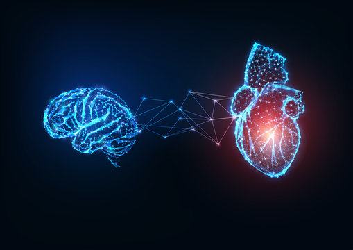 Futuristic glowing low polygonal connected human organs brain and heart on dark blue background.