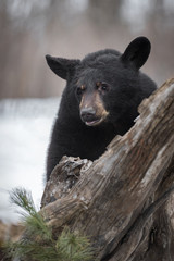 Black Bear (Ursus americanus) Behind Tree Winter