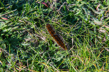 A Fox Moth caterpillar in Cornwall