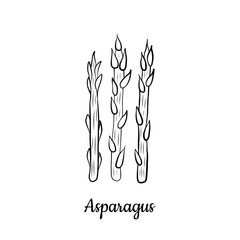 Hand drawn Asparagus isolated on a white. Vegetables drawings. Vector illustration.