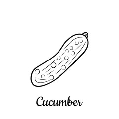 Hand drawn Cucumber isolated on a white. Vegetables drawings. Vector illustration.