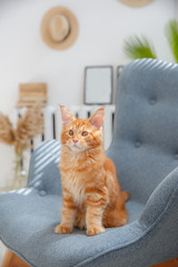red cat sitting on a chair. Red cat Maine Coon