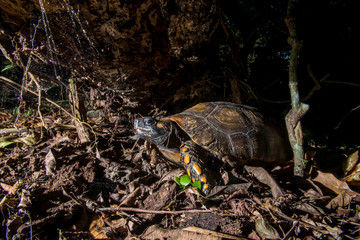 Yellow footed tortoise photographed in Linhares, Espirito Santo. Southeast of Brazil. Atlantic Forest Biome. Picture made in 2013.