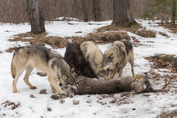 Grey Wolves (Canis lupus) Teeth Bared at Deer Kill Winter