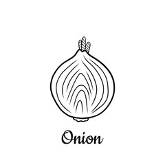 Hand drawn Onion isolated on a white. Vegetables drawings. Vector illustration.
