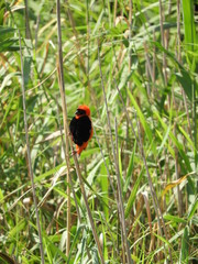 Red Bishop bird in long grass 