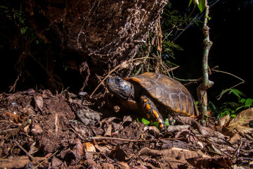 Yellow footed tortoise photographed in Linhares, Espirito Santo. Southeast of Brazil. Atlantic Forest Biome. Picture made in 2013.