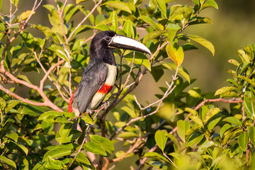 Black necked Aracari photographed in Linhares, Espirito Santo. Southeast of Brazil. Atlantic Forest Biome. Picture made in 2013.