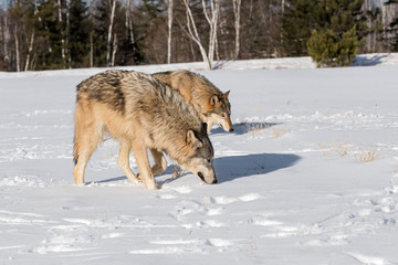 Grey Wolves (Canis lupus) Sniff n In Snowy Field Winter