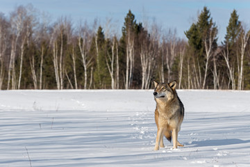 Grey Wolf (Canis lupus) Stands in Snowy Field Looking Up Winter